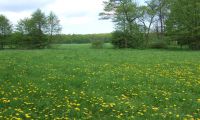 kwieciste łąki na Obszarze Natura 2000 Łąki Żukowskie
